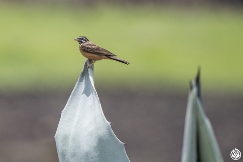 Cinnamon-breasted Bunting