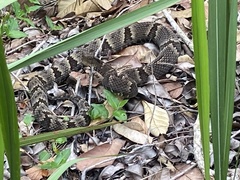Bothrops jararaca