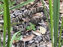 Bothrops jararaca