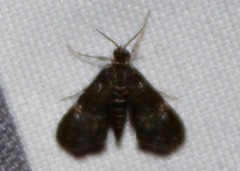 Elophila tinealis