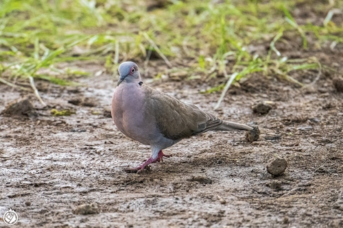 Mourning Collared Dove