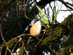 Lanius schach bentet