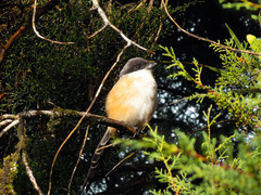 Lanius schach bentet