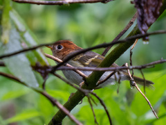 Phylloscopus grammiceps