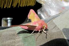 Deilephila porcellus