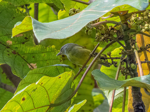 Javan Heleia (Heleia javanica), photo 3