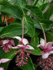 Medinilla magnifica