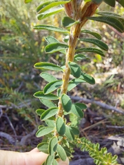 Pultenaea tuberculata