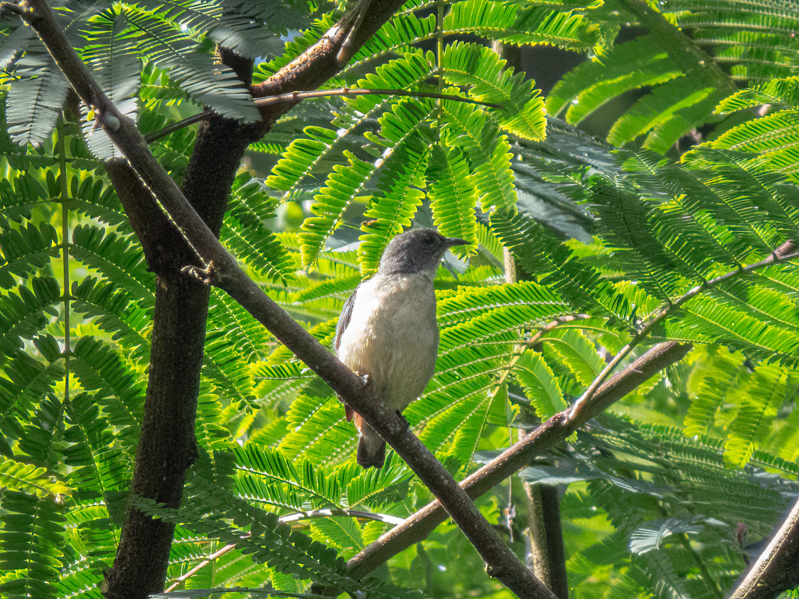 Javan Flowerpecker (Dicaeum sanguinolentum), photo 10