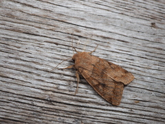 Orthosia aoyamensis