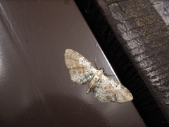 Eupithecia sophia