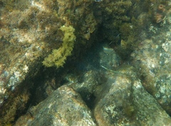 Diodon nicthemerus