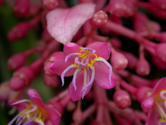 Medinilla magnifica