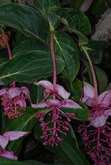 Medinilla magnifica
