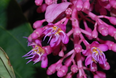 Medinilla magnifica