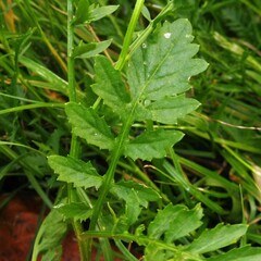 Rorippa sylvestris