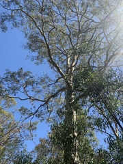 Corymbia maculata