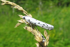 Myelois circumvoluta