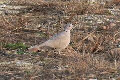 Streptopelia decaocto