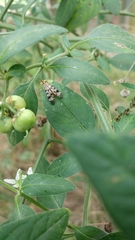 Panorpa meridionalis