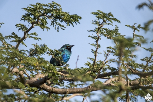 Greater Blue-eared Starling