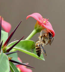 Thomisus spectabilis