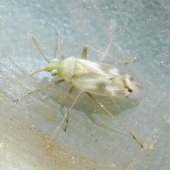 Megalocoleus molliculus