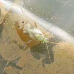 Megalocoleus molliculus