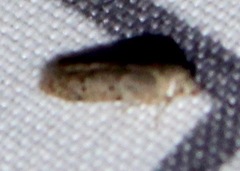 Blastobasis glandulella