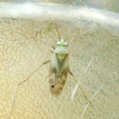 Megalocoleus molliculus