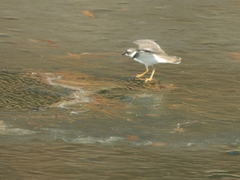 Charadrius placidus