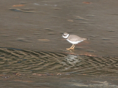 Charadrius placidus
