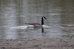 Branta canadensis