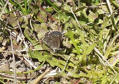 Zizina oxleyi