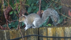 Sciurus carolinensis