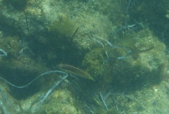 Pseudolabrus biserialis