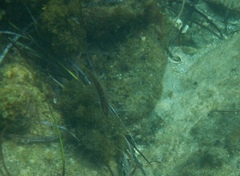 Pseudolabrus biserialis