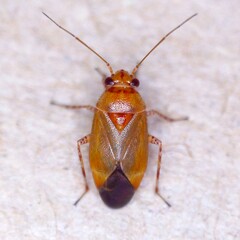 Camptozygum aequale