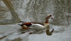 Alopochen aegyptiaca