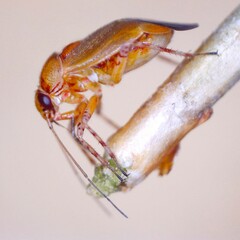 Camptozygum aequale