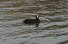 Fulica atra