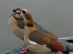 Alopochen aegyptiaca