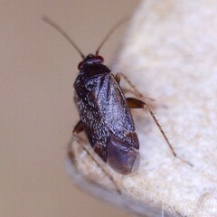 Phoenicocoris obscurellus