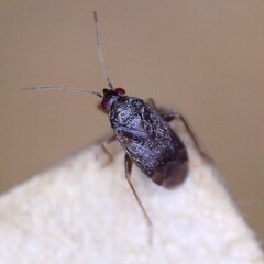 Phoenicocoris obscurellus