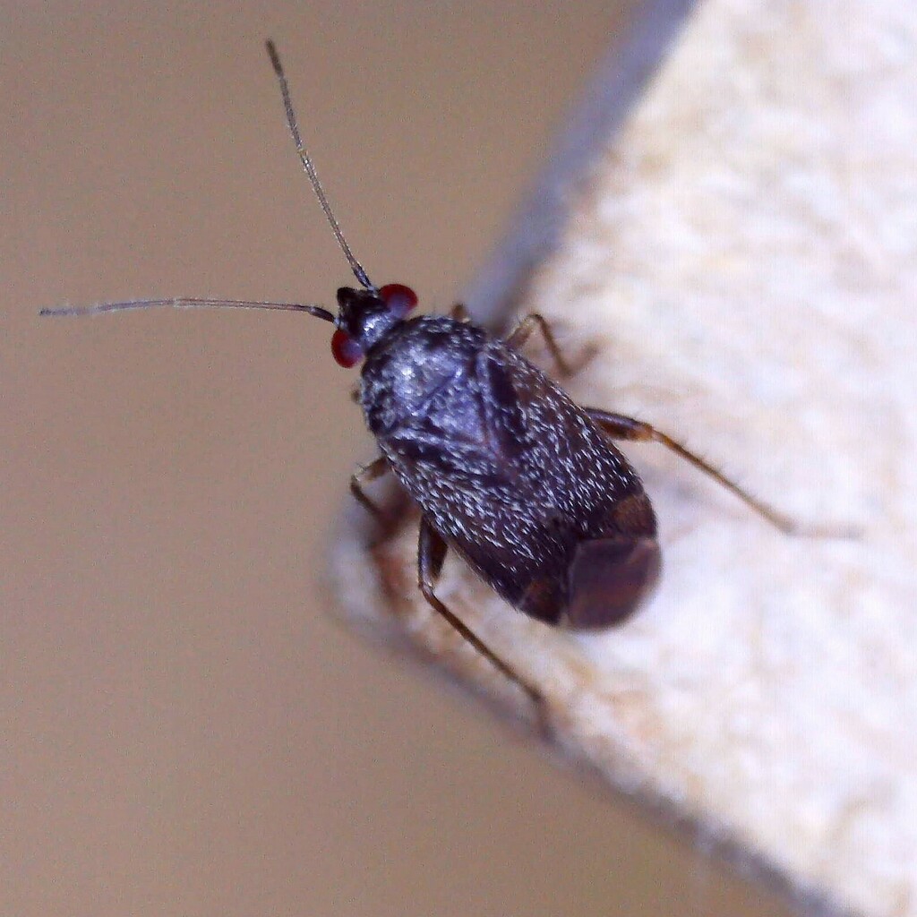 Phoenicocoris obscurellus
