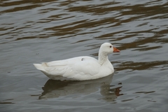 Anser anser domesticus