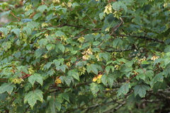 Acer caudatum