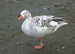 Anser anser domesticus