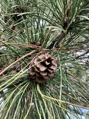 Pinus sylvestris
