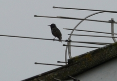 Sturnus vulgaris